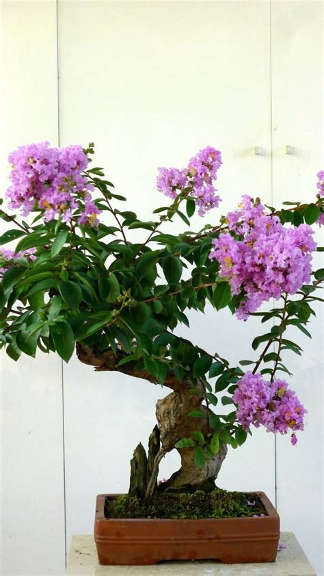 紫薇盆栽